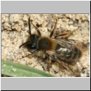 Andrena clarkella - Sandbiene m01 9mm.jpg